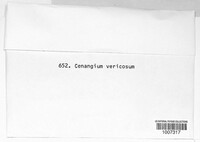 Cenangium vernicosum image